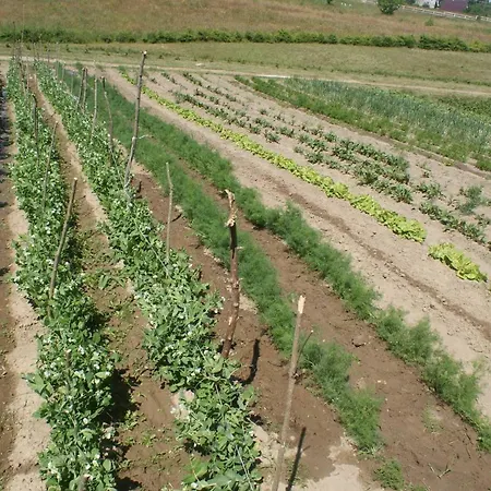 Agrodomki Okej -dom Edyta *